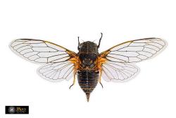 Cicada. UCME - 35691